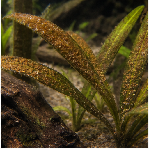 Καφέ άλγη déposées sur des feuilles d'aquarium