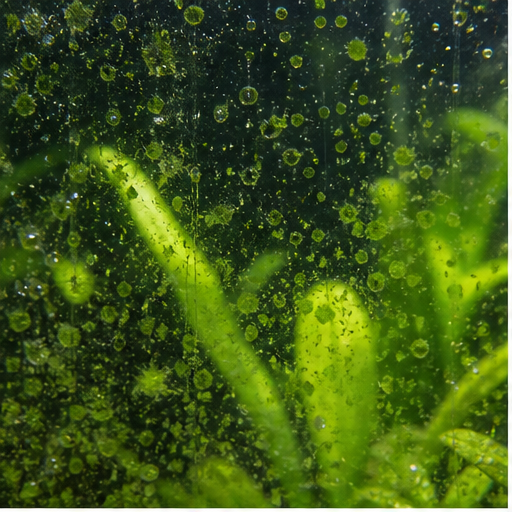 Πράσινη άλγη sur une vitre et des feuilles d'aquarium