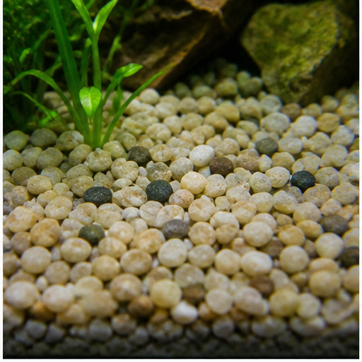 Υπόστρωμα ενυδρείου arrondi dans un aquarium