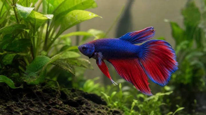 Συμβατότητα Betta