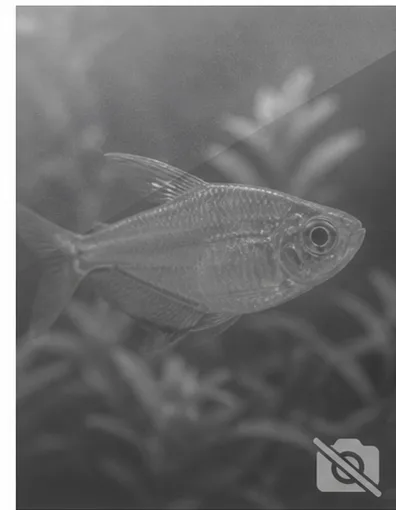 Centropyge acanthops Αφρικανός άγγελος της Αφρικής