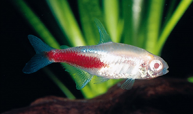 Νόσος νέον - Κυκλικός αποχρωματισμός από τη μέση του σώματος.