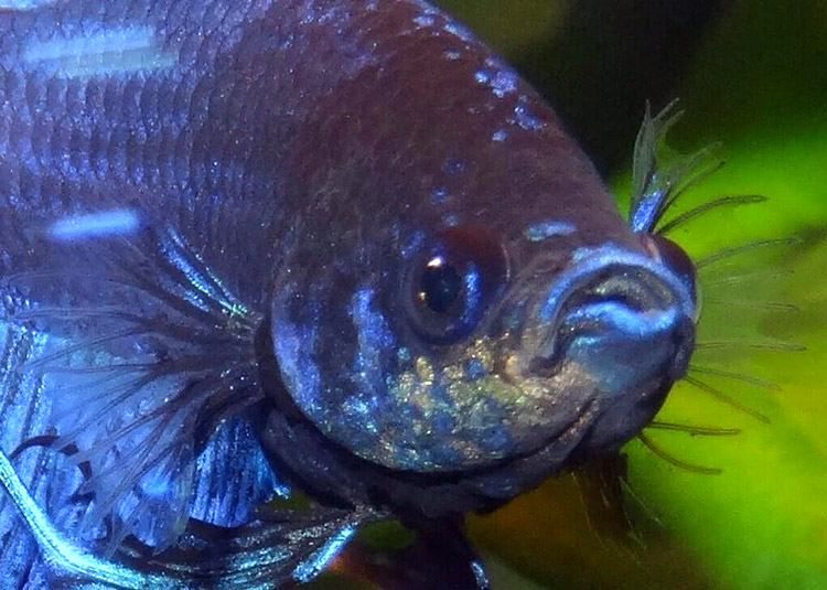 Βελούδινη ασθένεια - Ξαφνικά η εμφάνιση μικρών κοκκώδους και κιτρινωπών σημείων είναι σαφώς ορατή από το μέτωπο.