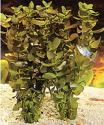 Bacopa caroliniana