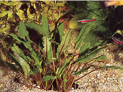 Cryptocoryne beckettii