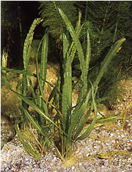 Cryptocoryne crispulata var. balansae