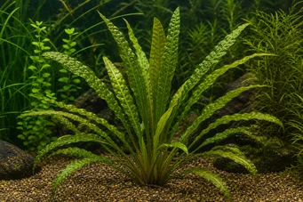 Aponogeton decartyi
