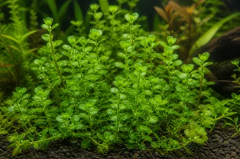 Bacopa monnieri