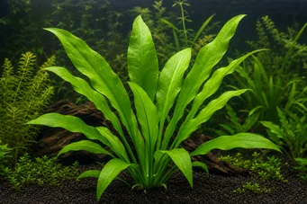 Echinodorus amazonicus