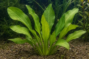 Echinodorus berteroi