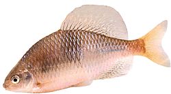 Acanthorhodeus atranalis (Ιαπωνία Bouvière)
