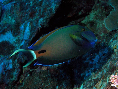 Acanthurus Fowleri (Ψάρι χειρουργού)