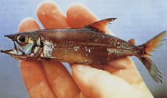 Acestrorhynchus microlepis Characin-chien με μικρές κλίμακες
