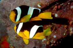 Amphiprion sebae (Ψάρια κίτρινης ουράς)