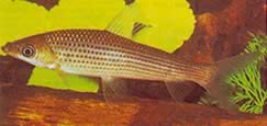Anostomus plicatus