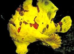Antennarius maculatus (ψαράς, ψαράς ή κεραίες)