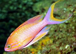 Anthias anthias Κουρέας