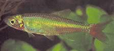 Aphyocharax erythrurus (Βενεζουέλα Aphyocharax)