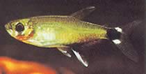 Aphyocharax paraguayensis (White Ocel Tetra, Sun Tetra)