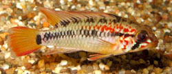 Apistogramma viejita Νάνος Cichlid με μαύρο λαιμό