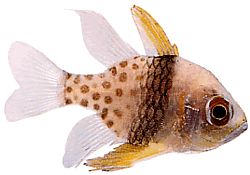 Apogon nematopterus Πιτζάμες apogon