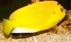 Apolemichthys trimaculatus Ψάρι τρισδιάστατα