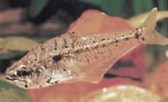 Asiphonichthys condei (Γυαλί tetra με μικρές κλίμακες)