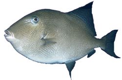 Balistes carolinensis (Χοιρινό)