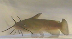 Barbotte (Λυκόψαρο)