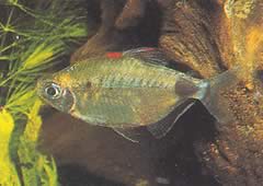 Bathyaethiops breuseghemi (Αφρικανική τετράπλευρο)