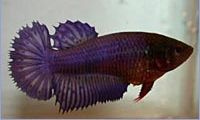 Betta splendens halfsun (Μαχητής)