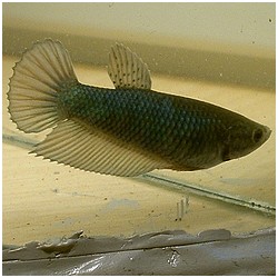 Betta splendens queue de peigne μάχη