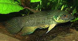 Betta trifasciata Μαχητής