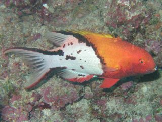 Bodianus anthioides Μποστάνος