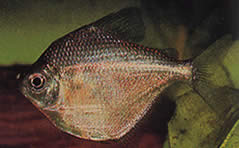 Brachychalcinus orbicularis (Χαρακτηριστικός δίσκος)