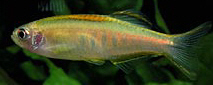 Brachydanio choprae Ντάνιο Χοπέι