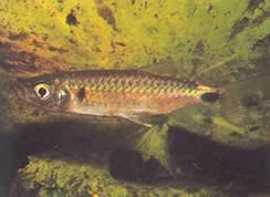 Brycinus macrolepidotus (Tetra με πραγματικές κλίμακες)