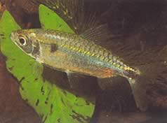 Brycinus schoutedeni (Brycinus με μεγάλες κλίμακες)