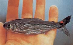 Brycon rubricauda (Brycon με κόκκινα πτερύγια)