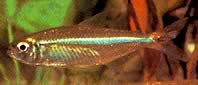 Bryconops affinis (Κωνικό bryconops)