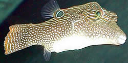 Canthigaster solandri (Καραμέλα)