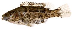 Centrolabus melops Κοινό crenilabre