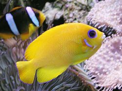 Centropyge flavissimus (Κίτρινος)