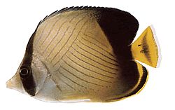 Chaetodon decussatus Chétodon ψευδής-vagabond