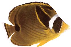 Chaetodon lunula (Ριγέ chétodon)