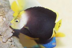 Chaetodontoplus melanosoma (Καφέ άγγελος)