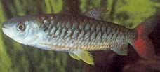 Chalceus erythrurus Χαλκία με κίτρινα πτερύγια