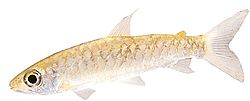 Chalceus macrolepidotus Ροζ ουράς Χαλσεούς