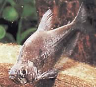 Charax tectifer (Battleship Charax)