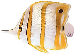 Chelmon rostratus